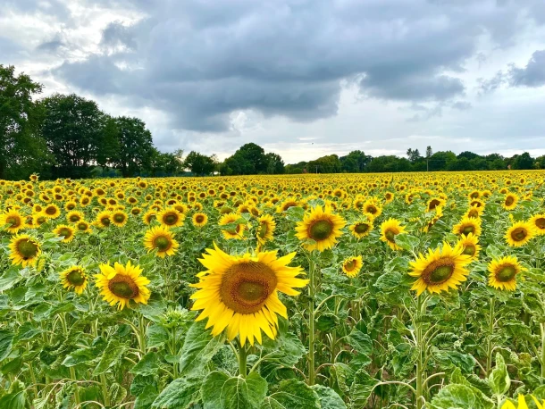 Sonnenblumen 2022 Stöcken